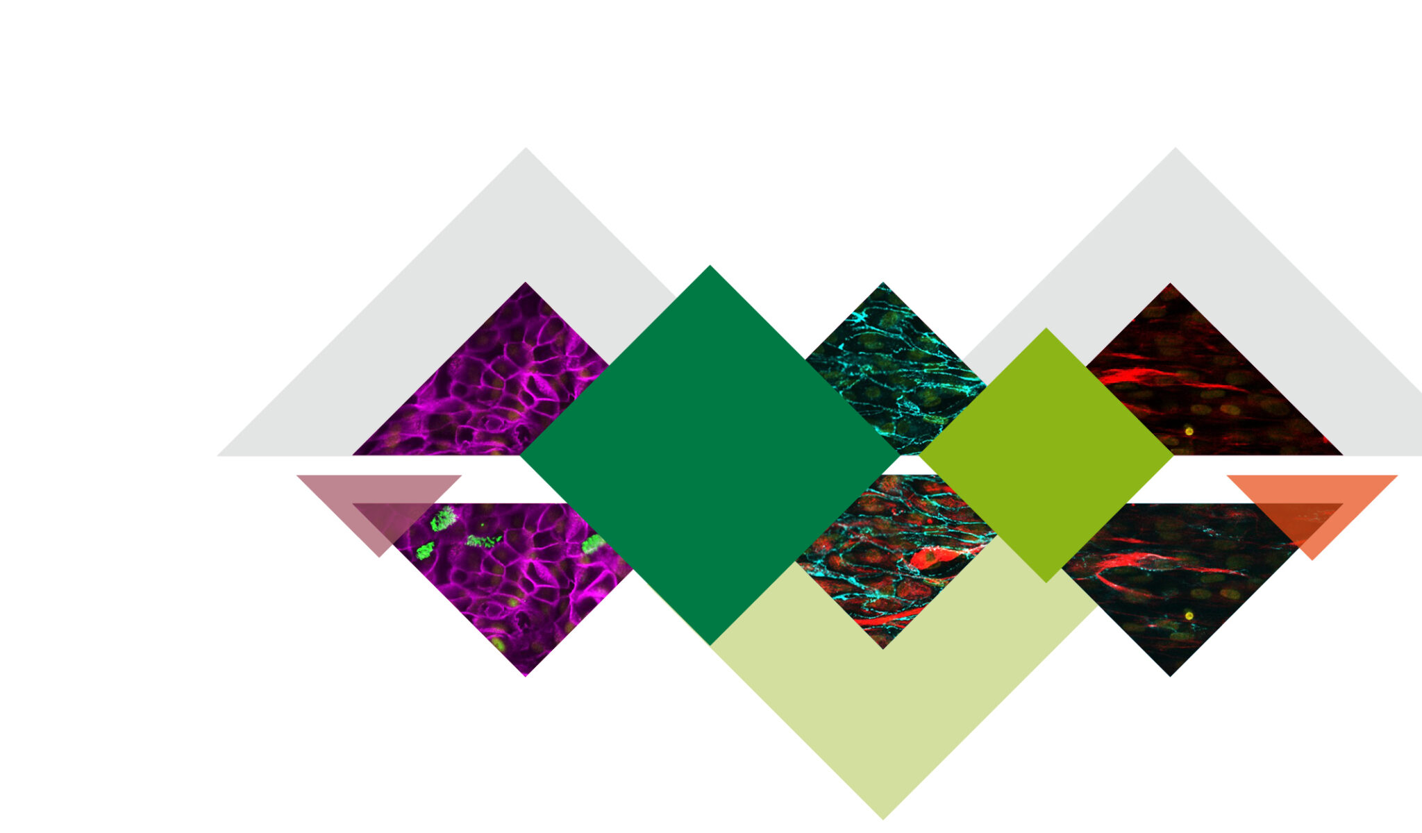 Convention Homepage senza scritte_2025